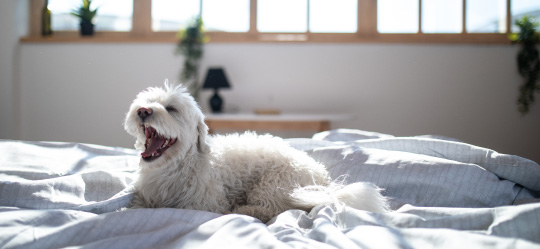 ベッドにいる犬