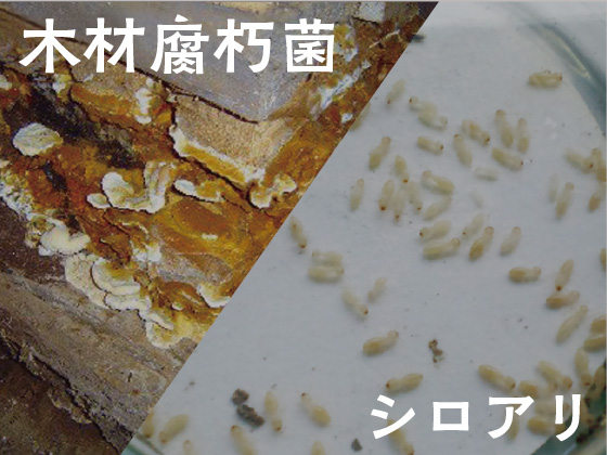 木材腐朽菌・シロアリによる住宅への影響