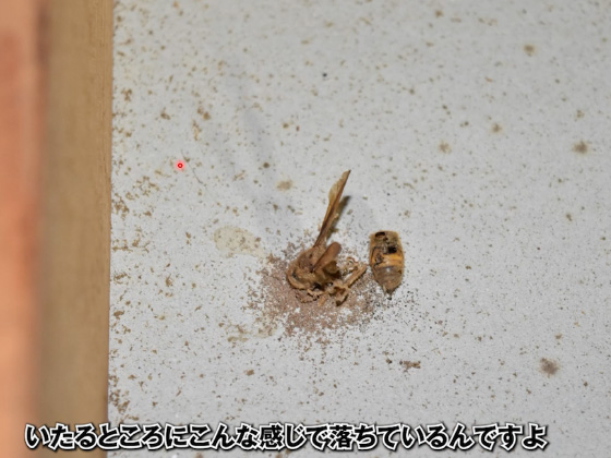 欠陥住宅事例　虫の侵入